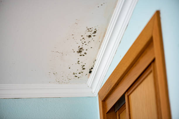 Professional Mold Inspection, Removal & Remediation in Poughkeepsie, NY